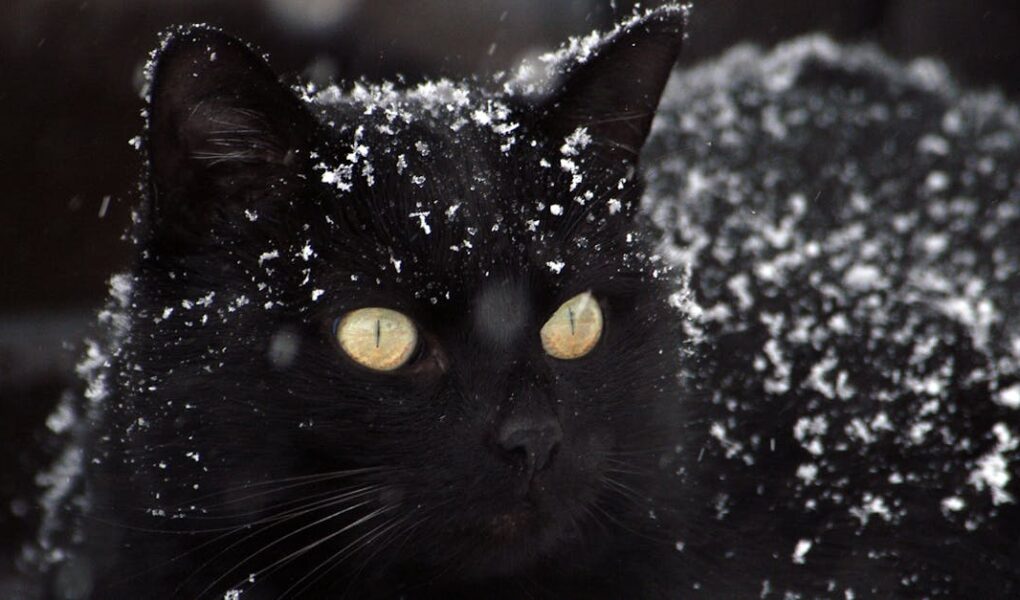 découvrez l'univers mystérieux des chats noirs, symboles de chance et de magie à travers l'histoire. apprenez davantage sur leurs caractéristiques, leur comportement et les mythes qui les entourent.