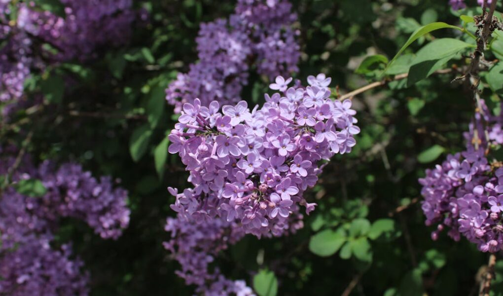 découvrez la beauté envoûtante du lilas, une plante vénérée pour ses fleurs parfumées et son allure élégante. apprenez à l'entretenir et à le cultiver pour apporter une touche de couleur et de douceur à votre jardin.