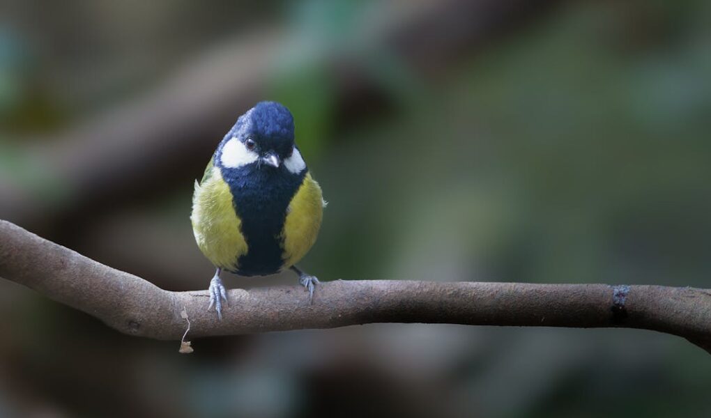 découvrez l'univers fascinant de l'observation des oiseaux ! que vous soyez un passionné ou un débutant, explorez les meilleures techniques, équipements et lieux pour vous immerger dans cette activité enrichissante et apaisante. rejoignez les amateurs d'ornithologie et soyez témoin des merveilles de la nature.
