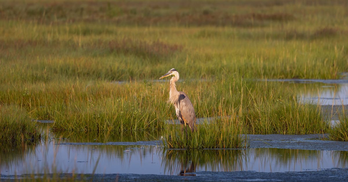découvrez l'observation des oiseaux : une passion captivante pour les amoureux de la nature. explorez les techniques, les meilleurs spots et les conseils pour identifier et apprécier la biodiversité aviaire.