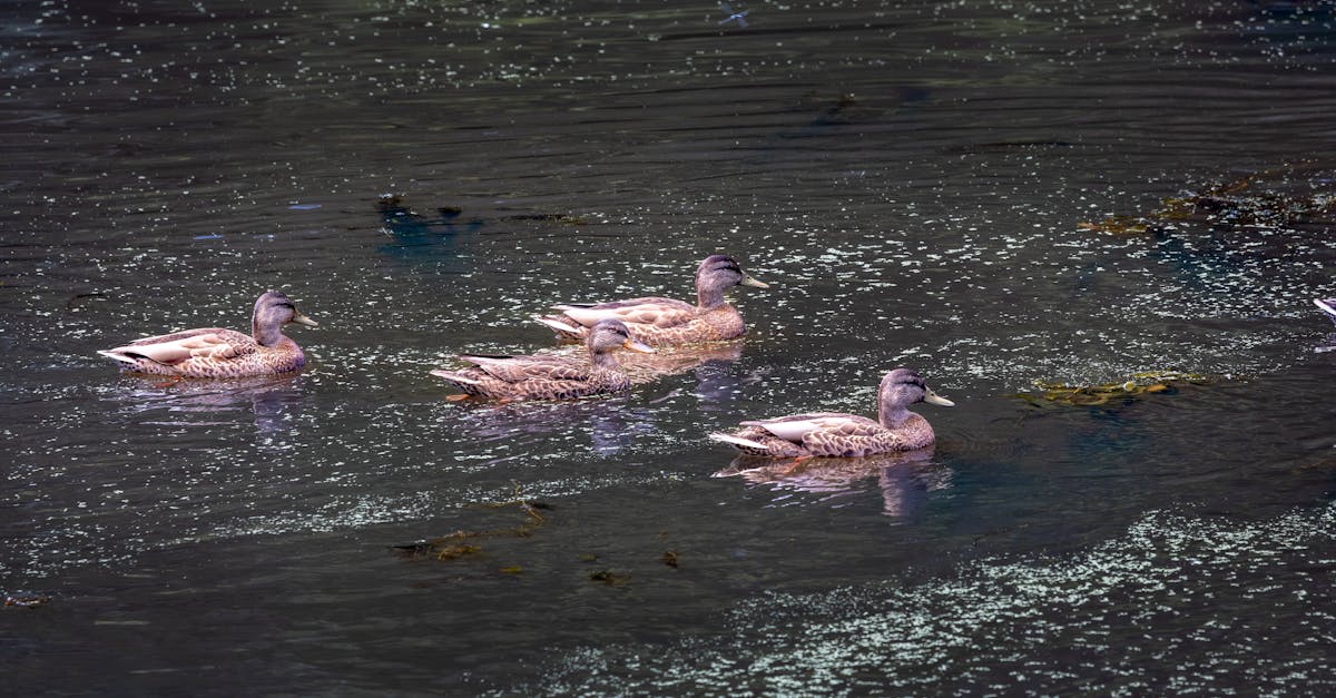 découvrez l'univers fascinant de l'observation des oiseaux avec nos conseils et astuces pour les passionnés. explorez les meilleures destinations, apprenez à identifier les espèces et plongez dans la nature tout en profitant de moments inoubliables.