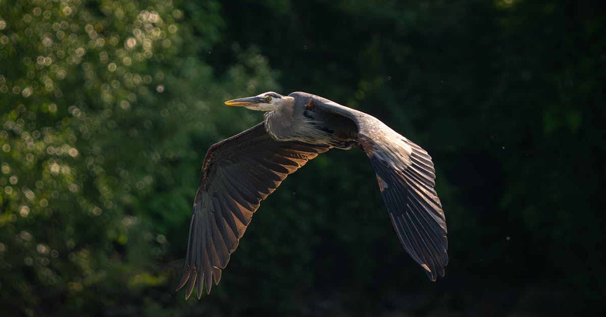 découvrez l'art passionnant de l'observation des oiseaux avec notre guide sur le birdwatching. apprenez à identifier différentes espèces, à utiliser le matériel adéquat et à profiter pleinement de cette activité en pleine nature.