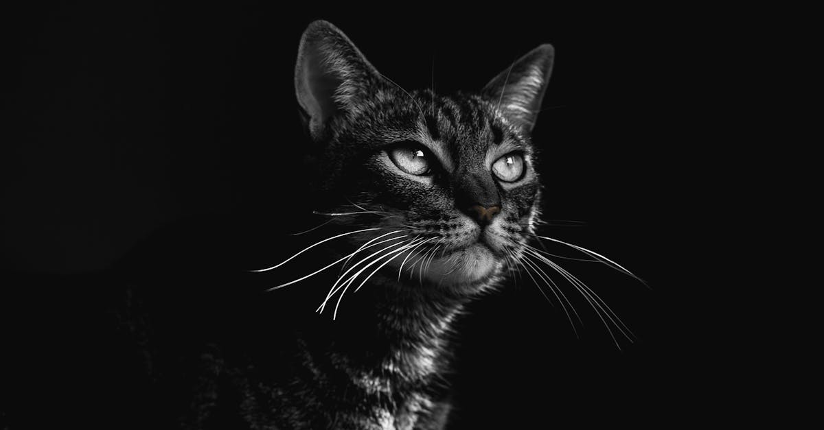 découvrez le mystère et le charme du chat noir. symbole de superstition et de magie, cet animal fascinant éveillera votre curiosité et vous plongera dans un monde intrigant. apprenez-en plus sur les légendes, les caractéristiques et la signification culturelle des chats noirs.
