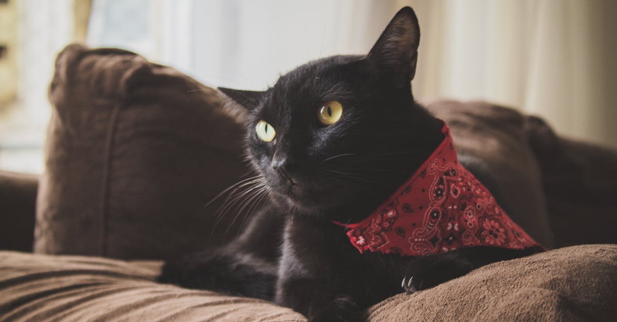 découvrez l'univers fascinant du chat noir, symbole de mystère et de superstition. explorez ses origines, sa signification dans différentes cultures et les mythes qui l'entourent. apprenez à mieux comprendre ce félin charismatique.