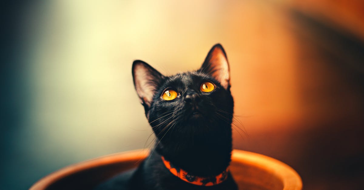 découvrez l'univers fascinant des chats noirs, symbole de mystère et de chance dans de nombreuses cultures. explorez leurs caractéristiques uniques, leurs comportements intrigants et comment ils sont perçus à travers le monde. plongez dans l'histoire et les mythes qui entourent ces élégants félins.
