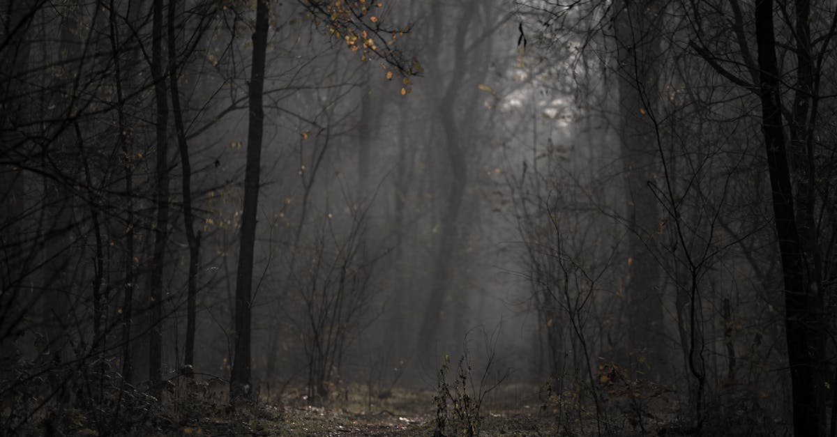 découvrez les récits intrigants et mystérieux des hantises, plongez dans l'univers des esprits et des phénomènes inexplicables qui existent à travers le temps et les cultures. explorez les histoires de lieux hantés, de fantômes et d'expériences paranormales qui fascinent et effraient.