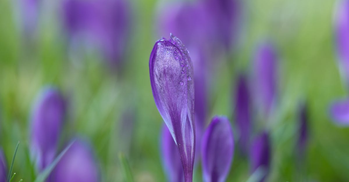 découvrez l'univers enchanteur du lilas : ses variétés, ses fragrances subtiles et les conseils pour le cultiver dans votre jardin. appréciez sa beauté printanière et laissez-vous séduire par cette plante emblématique.