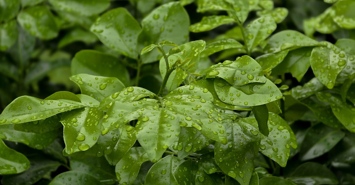 découvrez la beauté du printemps avec ses fleurs épanouies, ses journées ensoleillées et l'éveil de la nature. plongez dans l'émerveillement de cette saison de renouveau, idéale pour profiter d'activités en plein air et redécouvrir des paysages enchanteurs.