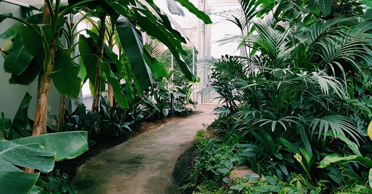 découvrez notre jardin tropical, un véritable havre de paix où la nature s'épanouit dans une explosion de couleurs et de senteurs exotiques. explorez une variété de plantes luxuriantes, des fleurs vibrantes et un environnement apaisant qui vous transportera vers les tropiques. idéal pour les amateurs de jardinage et les amoureux de la nature.