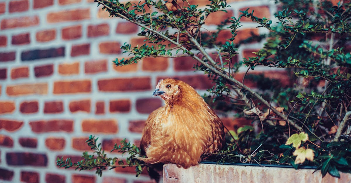 découvrez l'urban farming : une pratique innovante qui transforme les espaces urbains en jardins productifs. apprenez comment cultiver vos propres légumes et herbes en milieu urbain, favorisant la durabilité et la biodiversité tout en renforçant les liens communautaires.