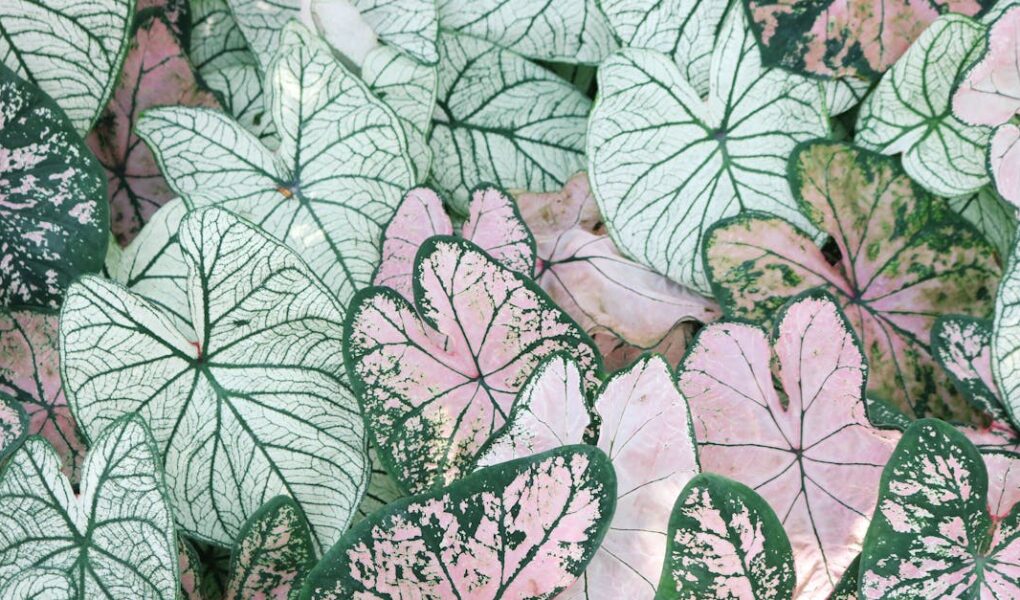 découvrez l'univers fascinant de la flore avec notre exploration approfondie des plantes, fleurs et écosystèmes qui embellissent notre planète. plongée dans la biodiversité et l'importance des espèces végétales pour notre environnement.