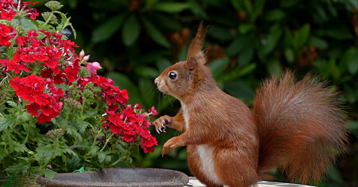 découvrez l'univers fascinant de la flore avec flora, un voyage immersif au cœur des plantes et des paysages. apprenez à connaître la biodiversité, les espèces rares et les secrets écologiques qui l'entourent. explorez nos conseils de jardinage et enhancez votre passion pour la nature.