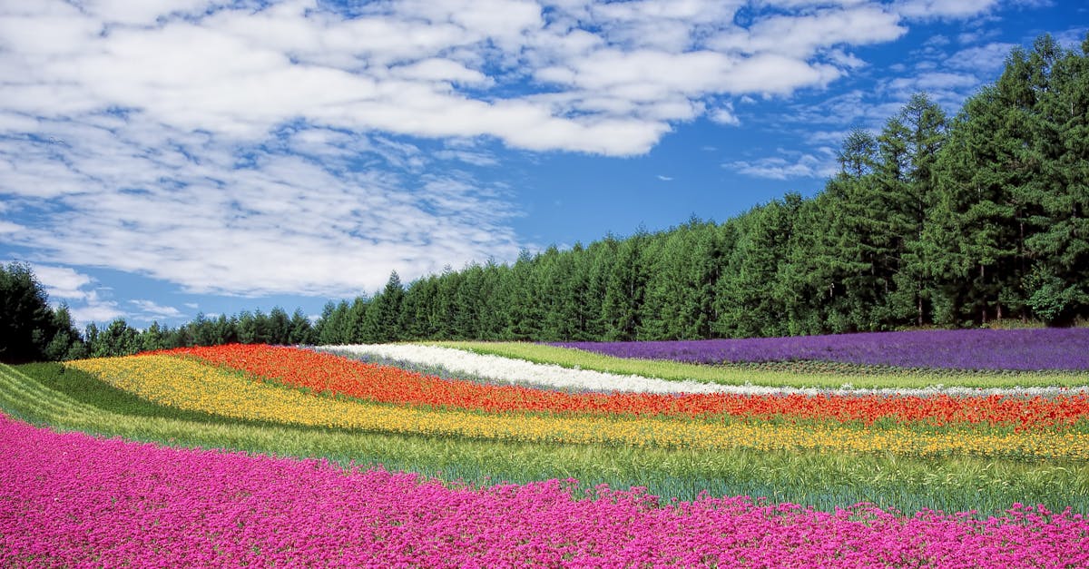 découvrez notre collection 'flora', une célébration de la nature à travers des produits inspirés de la flore. plantez des racines dans la beauté et l'harmonie de l'environnement avec nos articles soigneusement sélectionnés.