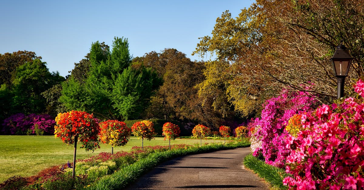 découvrez l'univers fascinant de la flore, une célébration de la diversité des plantes et de leur importance pour notre écosystème. explorez les espèces végétales, leurs habitats et leur rôle vital dans la nature.