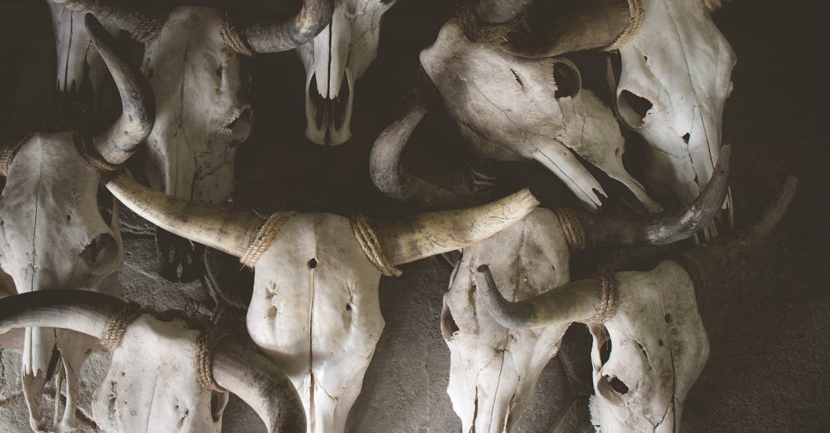 découvrez l'univers fascinant et troublant du macabre, entre histoires sombres, légendes effrayantes et l'art de l'horreur. plongez dans une ambiance où la mort et le mystère s'entrelacent, entraînant les amateurs de frissons dans un voyage captivant.