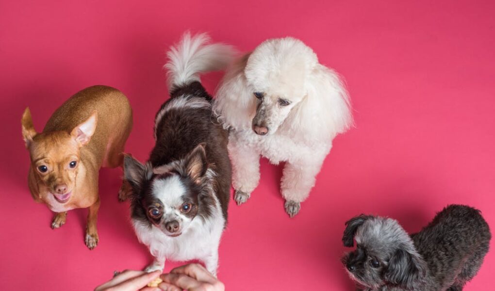 découvrez tout sur les bichons : caractéristiques de la race, conseils d’élevage, alimentation adaptée et astuces pour prendre soin de votre bichon au quotidien.