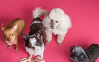 découvrez tout sur les bichons : caractéristiques de la race, conseils d’élevage, alimentation adaptée et astuces pour prendre soin de votre bichon au quotidien.