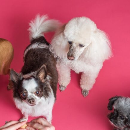 découvrez tout sur les bichons : caractéristiques de la race, conseils d’élevage, alimentation adaptée et astuces pour prendre soin de votre bichon au quotidien.
