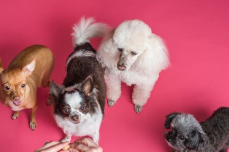 découvrez tout sur les bichons : caractéristiques de la race, conseils d’élevage, alimentation adaptée et astuces pour prendre soin de votre bichon au quotidien.