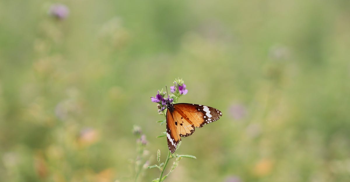 découvrez les dernières tendances écologiques qui transforment notre mode de vie. eco trends vous guide à travers des solutions durables, des innovations vertes et des conseils pratiques pour un avenir plus respectueux de l'environnement.
