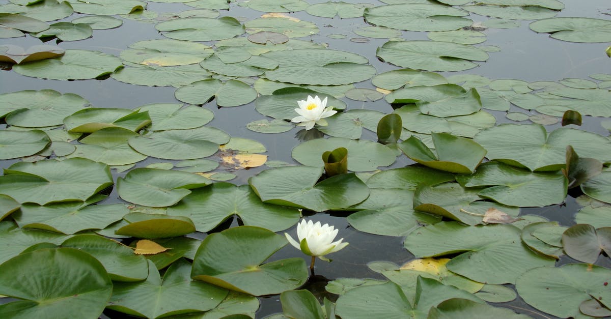 découvrez les jardins flottants : une solution innovante et écologique pour cultiver des plantes sur l’eau, idéale pour optimiser l’espace, améliorer la biodiversité et embellir vos espaces aquatiques.