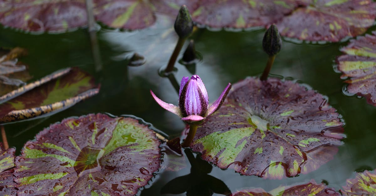 découvrez le concept des floating gardens : des jardins flottants innovants qui allient écologie, design et agriculture urbaine pour transformer les espaces aquatiques en véritables oasis de verdure.