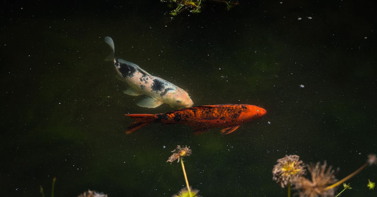 découvrez les floating gardens, des jardins flottants innovants qui allient nature et technologie pour créer des espaces verts écologiques et apaisants sur l’eau. idéal pour repenser l’aménagement urbain tout en favorisant la biodiversité.