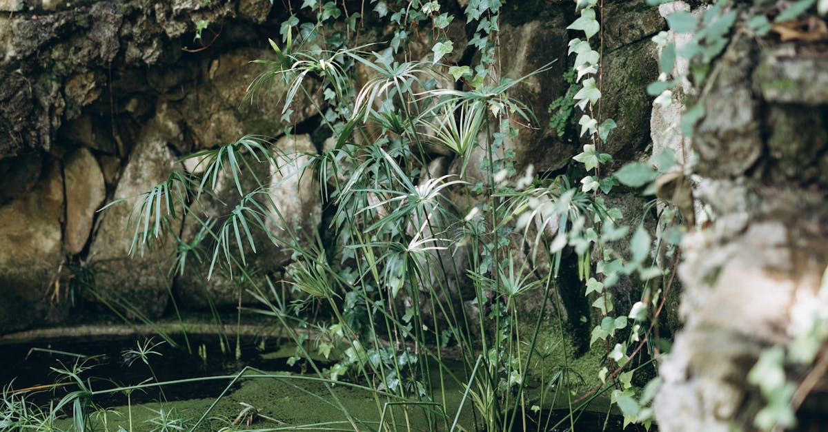découvrez des jardins cachés, des oasis de tranquillité et de beauté, où la nature s'épanouit loin du tumulte urbain. explorez ces espaces secrets, idéaux pour la détente et l'évasion, et laissez-vous envoûter par leur charme unique.