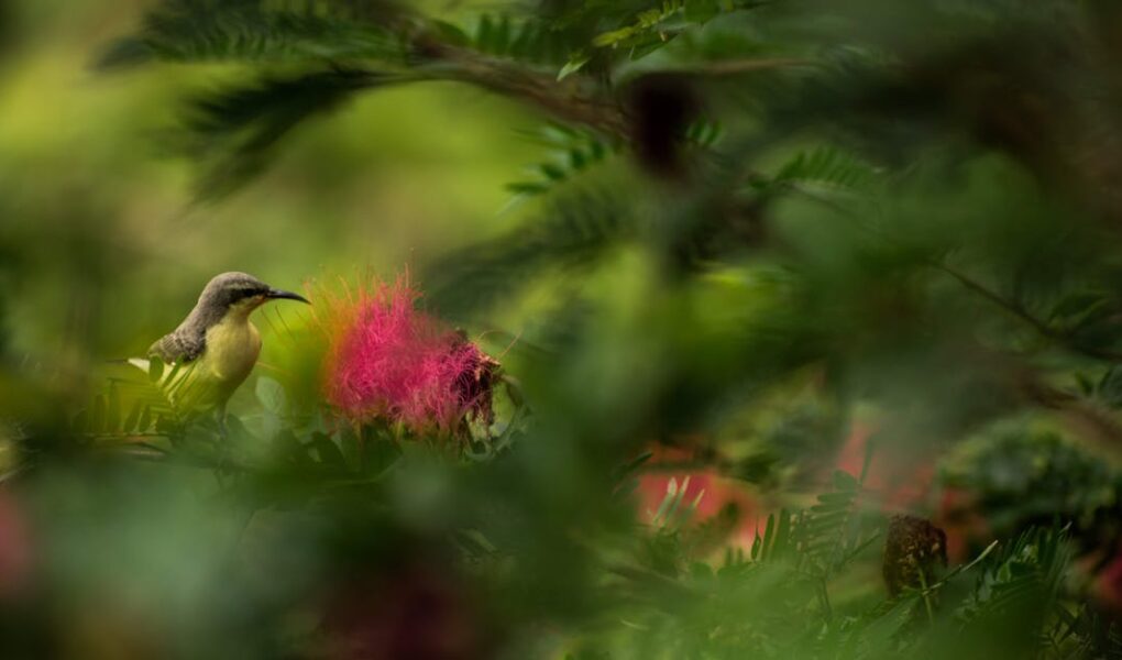 découvrez l'enchantement des jardins cachés, des havres de paix secrets où la nature s'épanouit loin des regards. plongez dans un univers de verdure, de fleurs délicates et de tranquillité, idéal pour une escapade relaxante ou une journée de découverte.