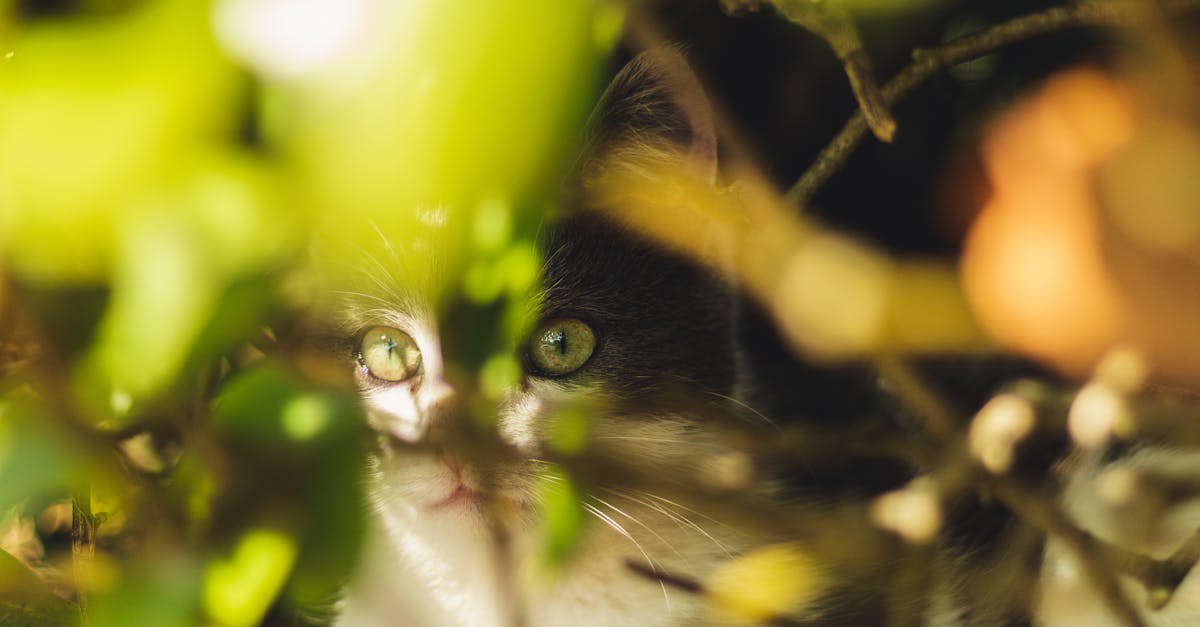 découvrez les jardins cachés, des oasis de sérénité à l'abri des regards. plongez dans un monde secret où la nature s'épanouit loin de l'agitation urbaine, révélant des trésors botaniques à explorer.