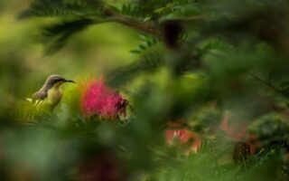 découvrez l'enchantement des jardins cachés, des havres de paix secrets où la nature s'épanouit loin des regards. plongez dans un univers de verdure, de fleurs délicates et de tranquillité, idéal pour une escapade relaxante ou une journée de découverte.