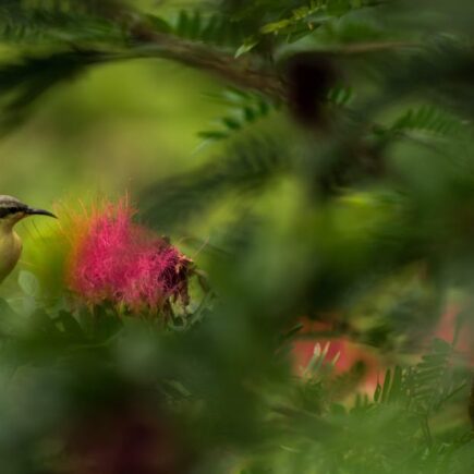 découvrez l'enchantement des jardins cachés, des havres de paix secrets où la nature s'épanouit loin des regards. plongez dans un univers de verdure, de fleurs délicates et de tranquillité, idéal pour une escapade relaxante ou une journée de découverte.