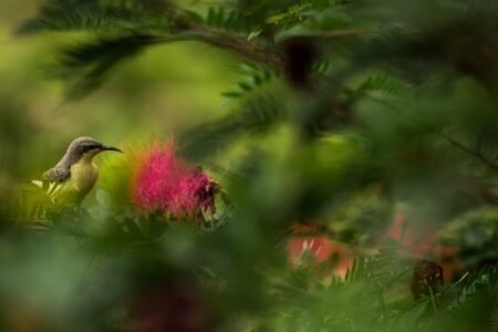 découvrez l'enchantement des jardins cachés, des havres de paix secrets où la nature s'épanouit loin des regards. plongez dans un univers de verdure, de fleurs délicates et de tranquillité, idéal pour une escapade relaxante ou une journée de découverte.