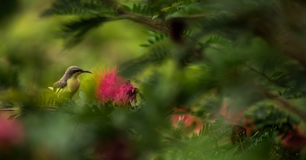 découvrez l'enchantement des jardins cachés, des havres de paix secrets où la nature s'épanouit loin des regards. plongez dans un univers de verdure, de fleurs délicates et de tranquillité, idéal pour une escapade relaxante ou une journée de découverte.