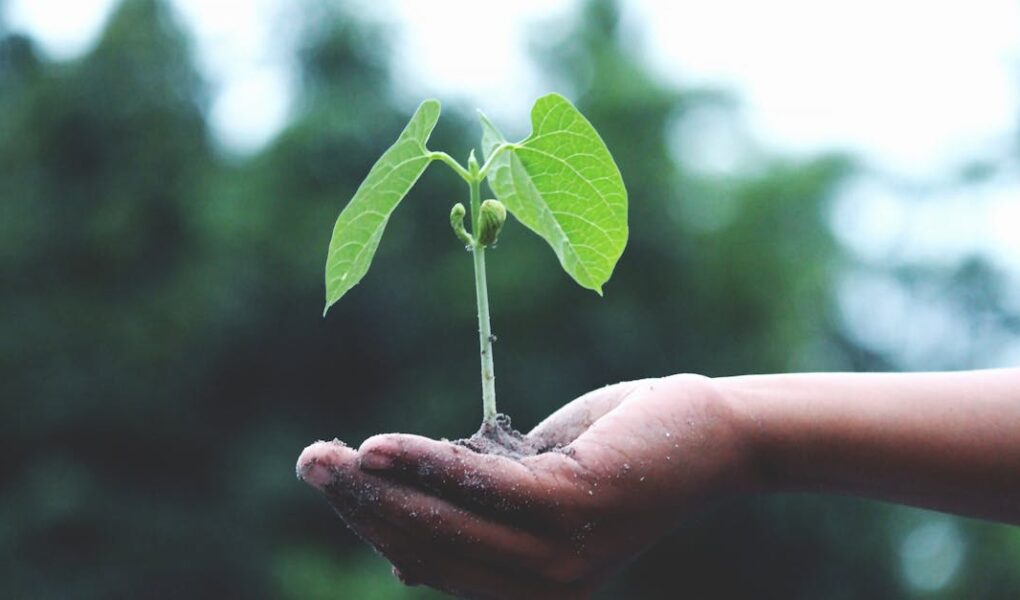 découvrez comment adopter un mode de vie durable grâce à des astuces, conseils et solutions innovantes pour préserver l'environnement au quotidien.
