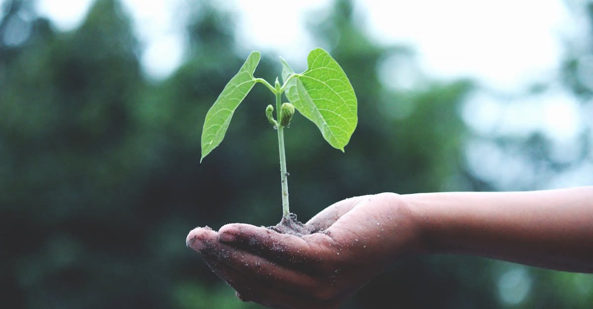découvrez comment adopter un mode de vie durable grâce à des astuces, conseils et solutions innovantes pour préserver l'environnement au quotidien.