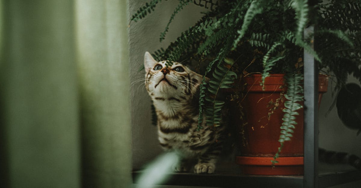 découvrez tout ce qu'il faut savoir sur les shelters : définition, utilités, avantages et conseils pour choisir l'abri idéal selon vos besoins. protégez-vous efficacement grâce à nos recommandations !