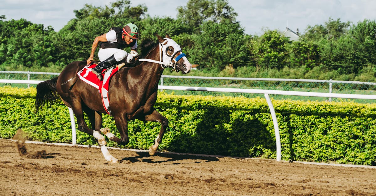 découvrez l'univers passionnant des courses hippiques, suivez les dernières actualités, les pronostics et les résultats en direct pour parier et vibrer au rythme des chevaux.