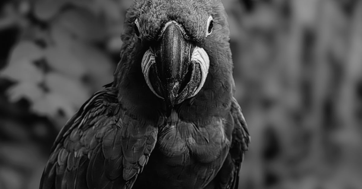 découvrez toutes les informations clés sur les élections municipales à paris : calendrier, candidats, enjeux et résultats pour bien suivre le scrutin local.