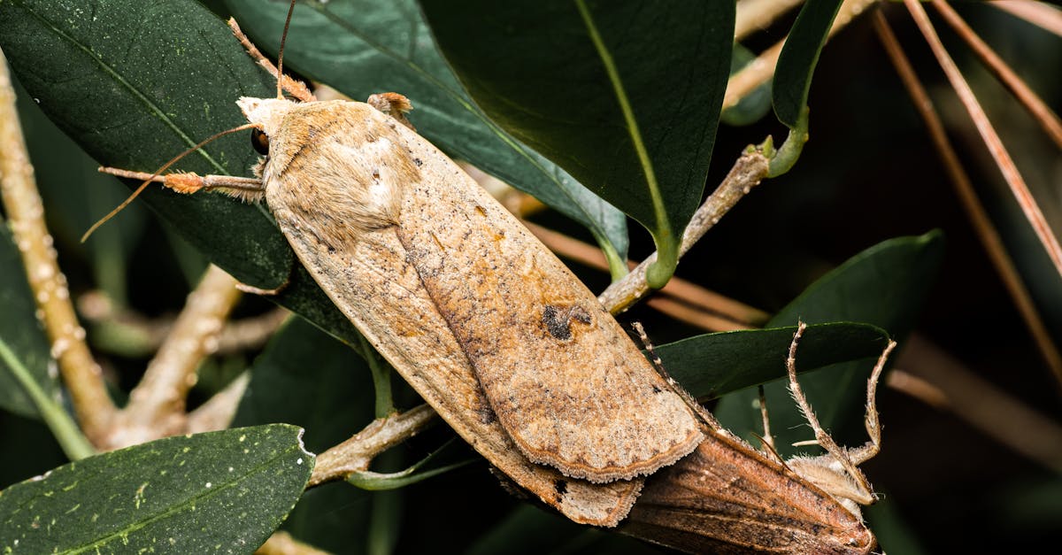 découvrez un appartement haussmannien élégant alliant charme historique et confort moderne au cœur de paris.