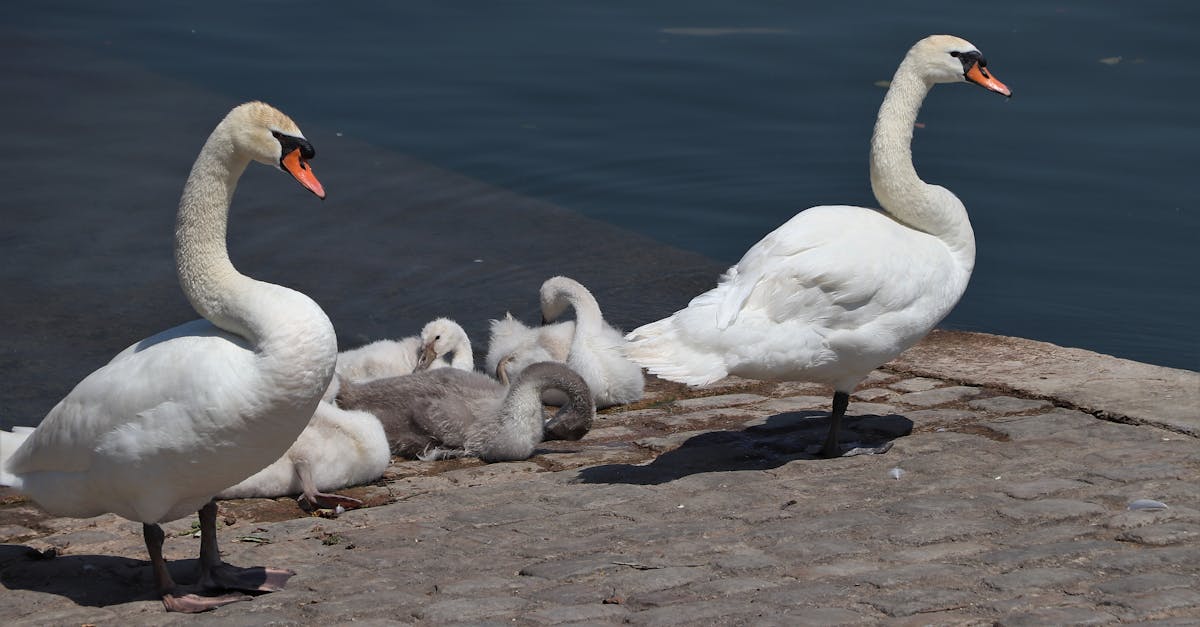 découvrez des conseils et ressources essentiels pour la parentalité en île-de-france, adaptés aux besoins des familles urbaines et rurales.