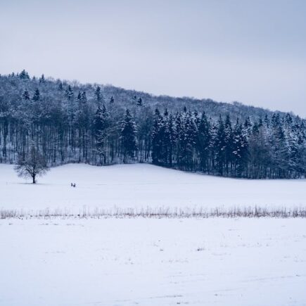 découvrez tout sur la neige : phénomènes, activités hivernales, conseils pratiques et actualités pour profiter pleinement de l'hiver.
